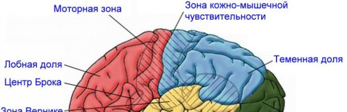 Кожно мышечная зона головного мозга. Зона кожно мышечной чувствительности. Зона кожно-мышечной чувствительности коры головного мозга. Зона кожной чувствительности расположена.