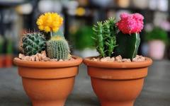 Как правильно ухаживать за кактусом в домашних условиях Кактусы содержание и уход