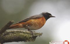 Горихвостка садовая или обыкновенная (phoenicurus phoenicurus) Птичка с красным хвостиком