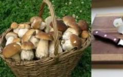 Как правильно готовить грибы