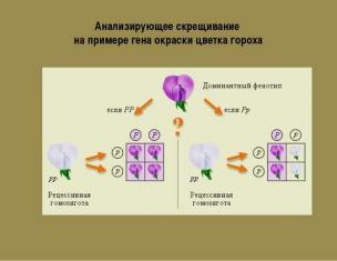 Анализирующее скрещивание